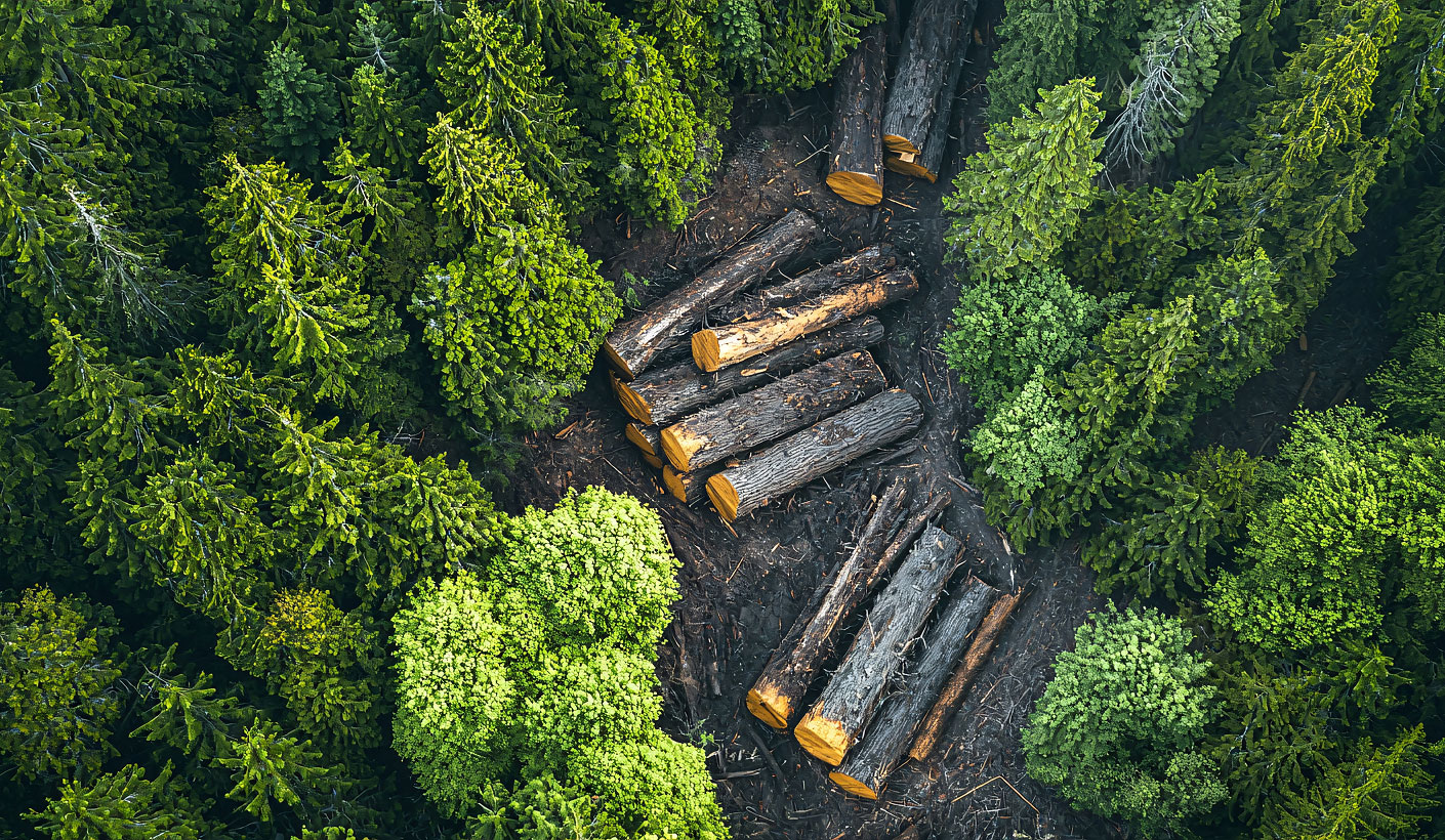Sustainable Forestry